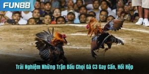 chọi gà C3